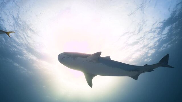 Tiger shark swimming underwater, slow motion