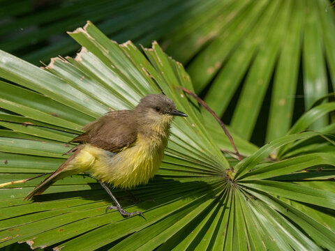 An adult cattle tyrant (Machetornis rixosa), Pousa Allegre, Mato Grosso, Pantanal