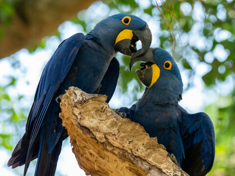 Adult hyacinth macaws (Anodorhynchus hyacinthinus), in a tree on the Rio Pixaim, Mata Grosso, Pantanal