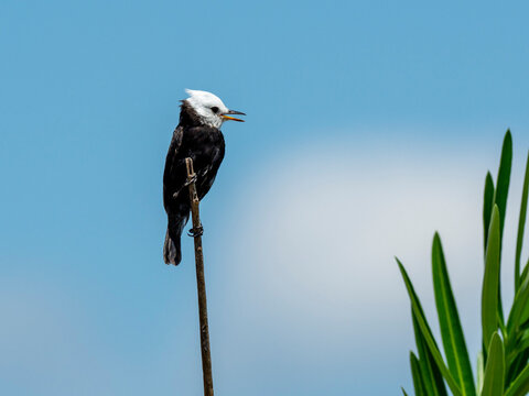Adult male masked water tyrant (Fluvicola nengeta), on the banks of the Rio Tres Irmao, Mata Grosso, Pantanal