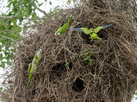 Adult monk parakeets (Myiopsitta monachus), in a communal nest, Mata Grosso, Pantanal