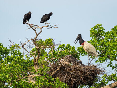 Adult jabiru stork (Jabiru mycteria), on a nest near Pouso Allegre, Mata Grosso, Pantanal