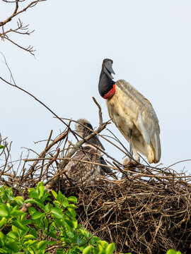 Adult jabiru stork (Jabiru mycteria), on a nest near Pouso Allegre, Mata Grosso, Pantanal