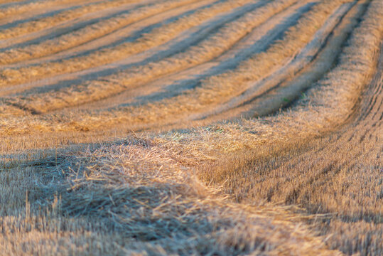 Several straw swaths, with wheat stubble in between