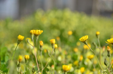 field of yellow flowers