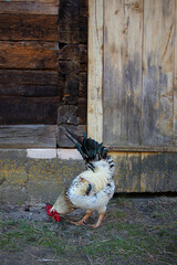 beautiful colorful rooster walking in countryside