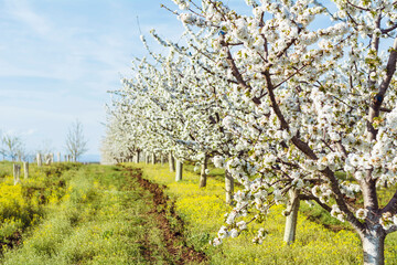 Fototapeta premium Blooming Cherry Trees in a Row .Cherry Garden in the Spring in Bulgaria