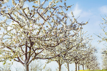 Blooming Cherry Trees in a Row .Cherry Garden in the Spring in Bulgaria
