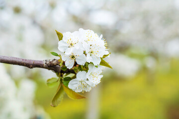 Close up of Spring Cherry Blooming  Twig 