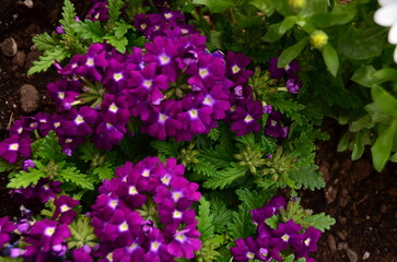 Obraz premium flowers in the garden