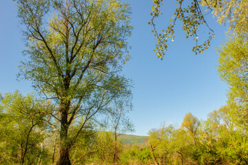 Natural copy space space, made on a beautiful spring morning. In the woods, not far from Nis.