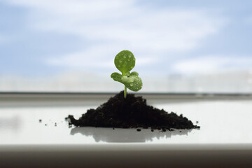 Green plant in a pile of earth. Young shoot, sprout. Spring seedling plants. Gardening. Selective focus.