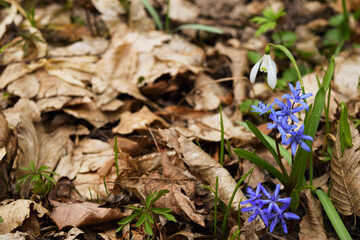 Blooming bushes of snowdrops in the forest. Early spring blue and white flowers, background