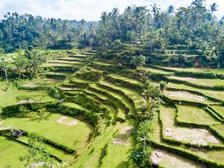 Rice terraces, Bali, Indonesia. Aerial drone view.