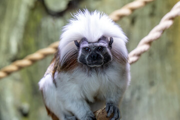 Cotton top tamarin (Saguinus oedipus) captive