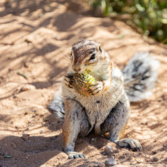 Ground squirrel feeding on a gemsbok cucumber