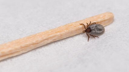 Closeup of small deer tick nymph and wooden toothpick end on white background. Ixodes ricinus. Dangerous female parasitic mite full of sucked blood in doctor office or laboratory. Tick-borne diseases.