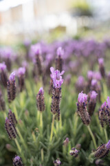 Lavender Closeup
