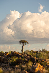 Quiver tree in the wild. Kokerboom.