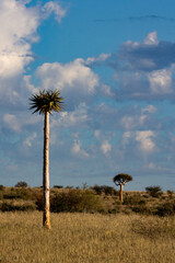 Quiver tree in the wild. Kokerboom.