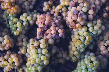 Green vine grapes. Grapes for making wine in the harvesting crate