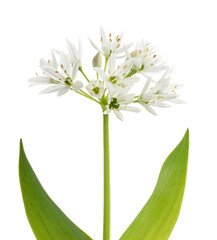 Fototapeta premium Ramsons flowers