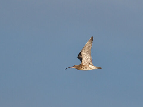 Curlew (Numenius arquata), County Clare, Munster, Republic of Ireland