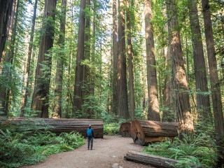 Hiker in a redwood grove on the Avenue of Giants, Humboldt Redwoods State Park, California, United States of America