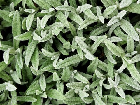 Green leaves background. Essential oil plants. Stachys
