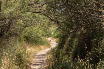 Fototapeta premium path on the costa brava between trees