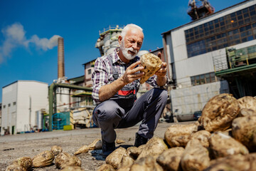 A senior sugar refinery worker is crouching next to a pile with sugar beet and holding one beet.