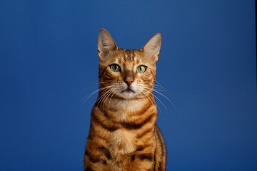 The cat is looking directly at the camera. Bengal on a blue background. Bengal on a plain background. Domestic shorthair cat isolated