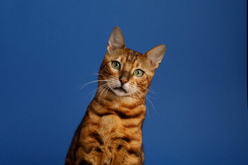 Cat on a blue background. Bengal isolation. Cat on a plain background. cat portrait