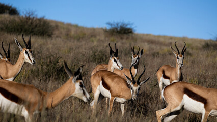a herd of sprinkbuck closeup
