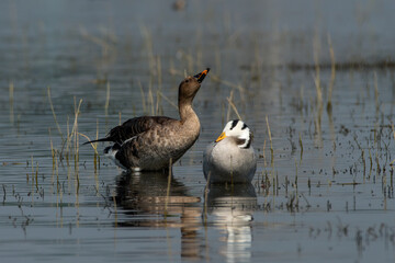 Taiga-bean Goose with Bar-headed Goose at Bhigwan in Maharashtra, India