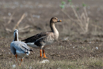Taiga-bean Goose with Bar-headed Goose at Bhigwan in Maharashtra, India