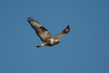 Rough-legged buzzard (Buteo lagopus) flying in spring.