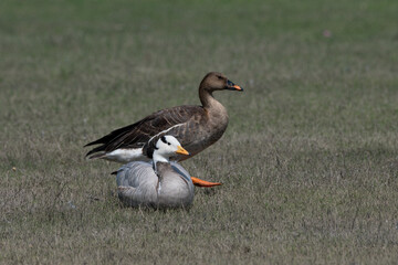 Taiga-bean Goose with Bar-headed Goose at Bhigwan in Maharashtra, India
