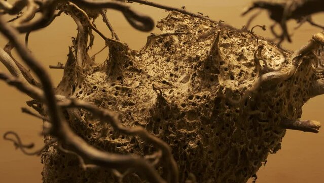 Ants working around their colony