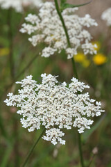 Fleur de Daucus carota