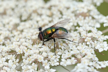 Mouche Lucilie soyeuse sur une fleur de Daucus carota