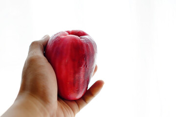 Man's hand holding water guava fruit on white background