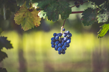 Fototapeta premium Blue vine grapes in the vineyard. Cabernet Franc grapes for making red wine in the harvesting.