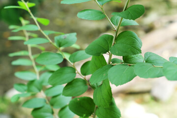 Fototapeta na wymiar Green leaves of Ziziphus mauritiana. Bidara leaves for spiritual health therapy.