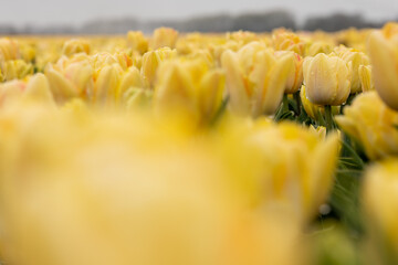 Blooming yellow peach foxy foxtrot tulip field in the Netherlands, North Holland, bright double...
