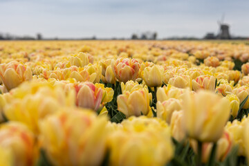 Blooming yellow peach foxy foxtrot tulip field in the Netherlands, North Holland, bright double...