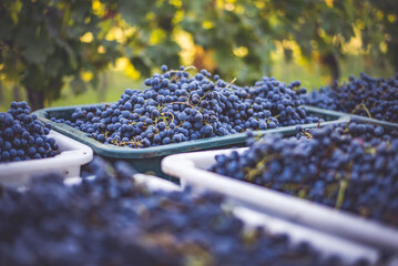 Blue vine grapes. Grapes for making rose wine in the harvesting crate. © markborbely