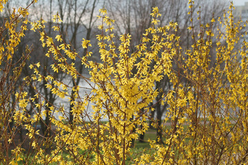 Flowering Forsythia plant in garden. April, Belarus