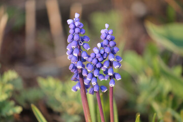 Flowering Armenian grape hyacinth (Muscari armeniacum) in garden