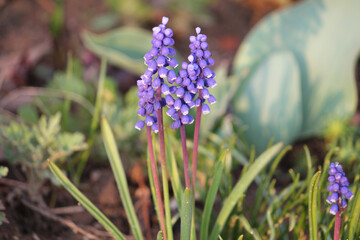Flowering Armenian grape hyacinth (Muscari armeniacum) in garden